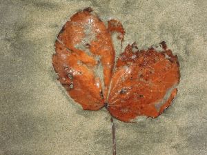 picture-21